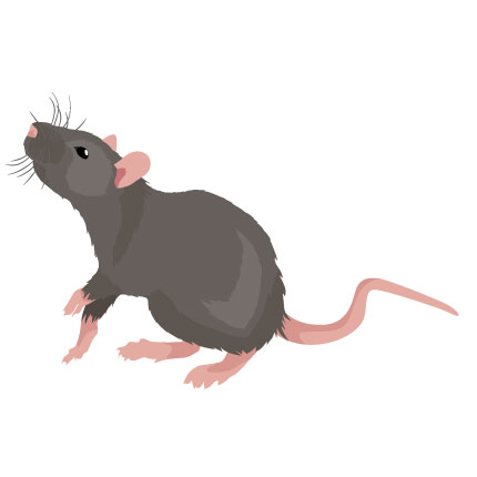 Kammerjäger- Schädlingsbekämpfung Eschwege Ratten Mäuse