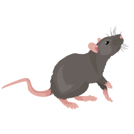 Kammerjäger Schädlingsbekämpfung Frankfurt für Ratten und Mäuse